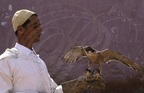 FAUCONNERIE - Fauconnier de la région des Doukkala et son faucon de Barbarie (Falco pelegrinoides)
