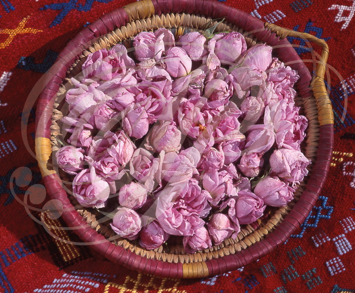 EL KELAÂ des M'GOUNA - moussem des roses (panier de roses)