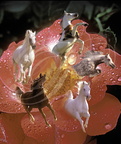 CHEVAUX de RÈVE : chevaux émergeant d'une rose