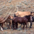 CHEVAL KAZAKH - troupeau pâturant dans une steppe a armoises au nord d'Almaty (vallée de la rivière ILI - Kazakhstan)