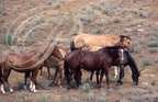 CHEVAL KAZAKH - troupeau pâturant dans une steppe a armoises au nord d'Almaty (vallée de la rivière ILI - Kazakhstan)
