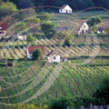 VILLÁNY  (Hongrie) - les vignobles
