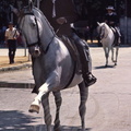 JEREZ de la FRONTERA - la Feria : cheval andalou au pas espagnol
