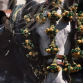 JEREZ de la FRONTERA - la feria : cheval andalou harnaché