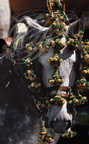 JEREZ de la FRONTERA - la feria : cheval andalou harnaché