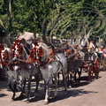 JEREZ de la FRONTERA - la Feria : attelage à cinq chevaux andalous