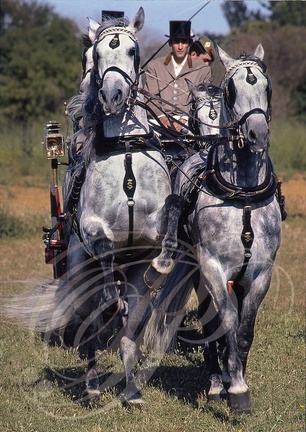 JEREZ de la FRONTERA - la feria : concours d'attelage cheval cabre