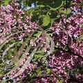 ARBRE de JUDÉE (Cercis siliquastrum) - arbre en fleurs