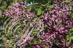 ARBRE de JUDÉE (Cercis siliquastrum) - arbre en fleurs