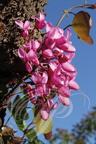 ARBRE de JUDÉE (Cercis siliquastrum) - fleurs (gros plan)
