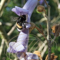 PAULOWNIA IMPÉRIAL (Paulownia imperialis ou tomentosa) -  fleur butinée par un bourdon