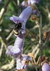 PAULOWNIA IMPÉRIAL (Paulownia imperialis ou tomentosa) -  fleur butinée par un bourdon
