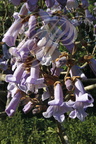 PAULOWNIA IMPÉRIAL (Paulownia imperialis ou tomentosa) - grappe butinée par un bourdon