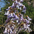 PAULOWNIA (Paulownia imperialis ou tomentosa) - rameau fleuri