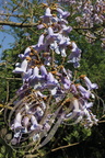 PAULOWNIA (Paulownia imperialis ou tomentosa) - rameau fleuri