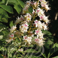 MARRONNIER d'INDE (Aesculus hippocastanum) - grappe de fleurs
