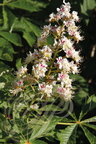 MARRONNIER d'INDE (Aesculus hippocastanum) - grappe de fleurs