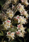 MARRONNIER d'INDE (Aesculus hippocastanum) - fleurs (gros plan)