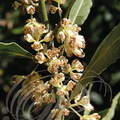 LAURIER SAUCE (Laurus nobilis) : Fleurs 