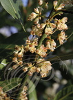 LAURIER SAUCE (Laurus nobilis) : Fleurs 