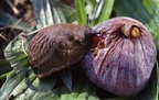 LIMACE ROUGE (Arion rufus) mangeant une figue