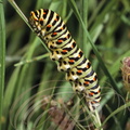 MACHAON (Papilio machaon) - chenille