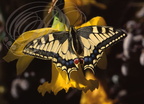 MACHAON (Papilio machaon)