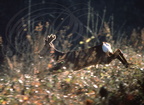 CHEVREUIL  -  Roe deer  -  Corzo   (Capreolus capreolus)