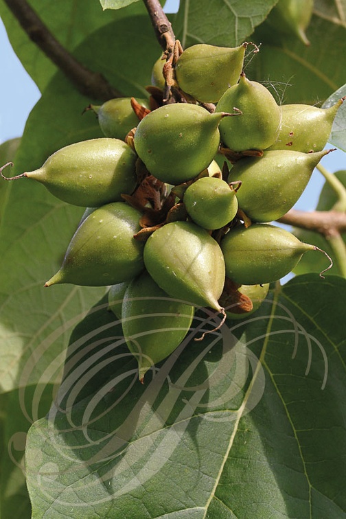 PALOWNIA IMPERIAL (Palownia imperialis ou tormentosa) -  fructification