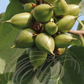 PALOWNIA IMPERIAL (Palownia imperialis ou tormentosa) -  fructification