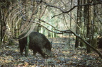 SANGLIER D'EUROPE - European wild boar - Jabalí europeo  (Sus scrofa) 