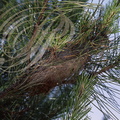 PROCESSIONAIRE du PIN (Thaumetopoea pityocampa) - chenilles dans leur nid