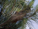 PROCESSIONAIRE du PIN (Thaumetopoea pityocampa) - chenilles dans leur nid