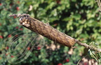SPHINX TÊTE DE MORT (Acherontia atropos) - chenille (coloration brune)