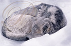 ESQUIMAU DU GROENLAND (dormant sur la neige)