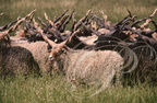 MOUTON RACKA - troupeau dans la Puszta  de Hortobágy  (Hongrie)