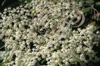 SUREAU NOIR (Sambucus nigra) - fleurs