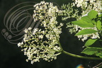 SUREAU NOIR (Sambucus nigra) - fleurs