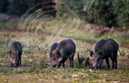 SANGLIER BERBÈRE - Barbarian wild boar  (Sus scrofa barbarus)