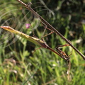 EMPUSE (Empusa pennata) - mâle (antennes pennées)