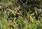 EMPUSE (Empusa pennata) - mâle (antennes pennées)