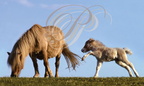 PONEYS - PONIES - Equus caballus