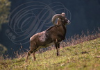 MOUFLON DE CORSE - Corsican mouflon - Múflon europeo  (Ovis musimon)