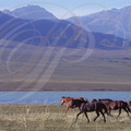 Lac KAPTSCHAGAI (rive sud) - Tschilik (est d'Almaty) - troupeau de chevaux sauvages
