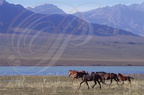 Lac KAPTSCHAGAI (rive sud) - Tschilik (est d'Almaty) - troupeau de chevaux sauvages