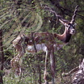 ANTILOPE CERVICAPRE (Antilope cervicapra)