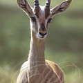 GAZELLE CHINKARA (Gazella bennettii) - Parc national de Ranthambor (Inde)
