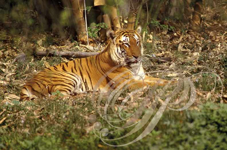TIGRE_INDIEN_Panthera_tigris_tigris_reserve_de_Bandhavgarh_Inde.jpg