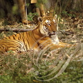 TIGRE INDIEN (Panthera tigris tigris) - réserve de Bandhavgarh (Inde)