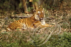 TIGRE INDIEN (Panthera tigris tigris) - réserve de Bandhavgarh (Inde)